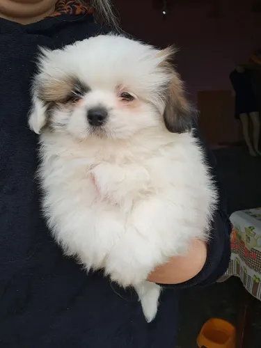 Shitzu machinho