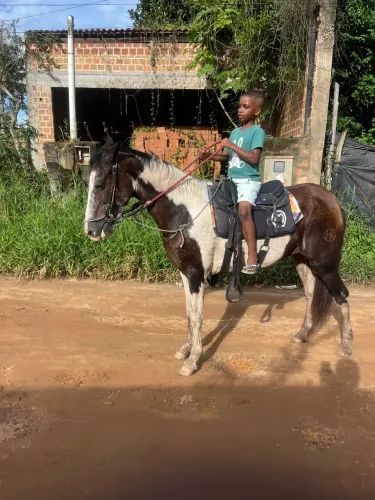 Égua pampa pra vender 