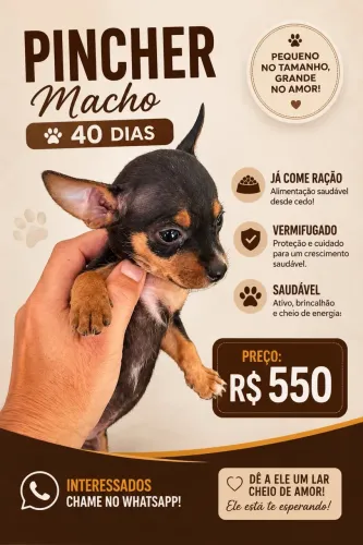 Filhotes de Pinscher