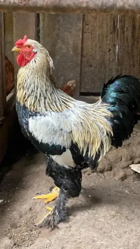 galinhas Brahma 