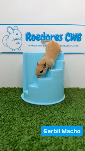 Gerbil/Esquilo da Mongólia (Roedores CWB)