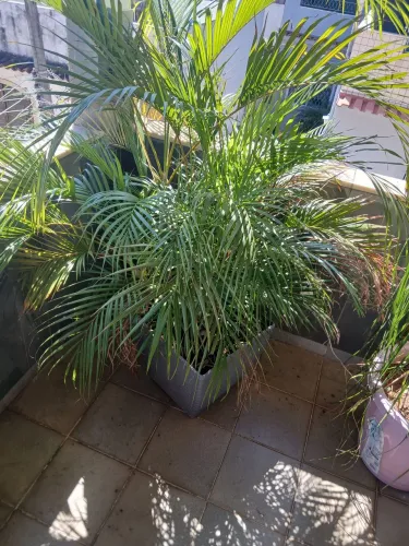 Plantas naturais para ornamentação e paisagismo