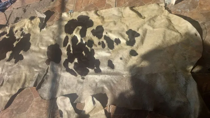Couro de vacas ? 