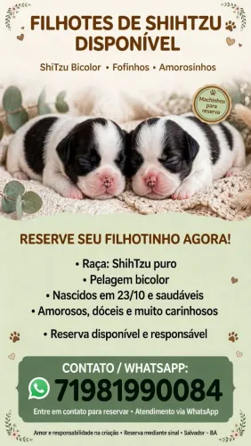 Filhotes De Shitzu