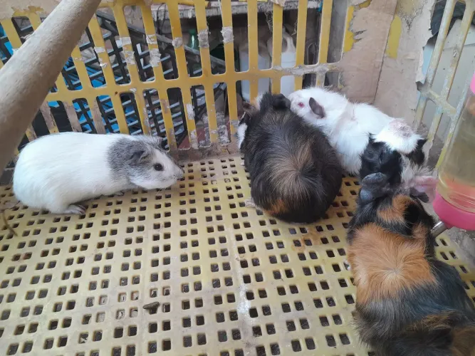 Vendo porquinho da india