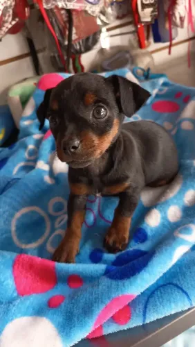 Pinscher fêmea e machinho parcelo e entrego 