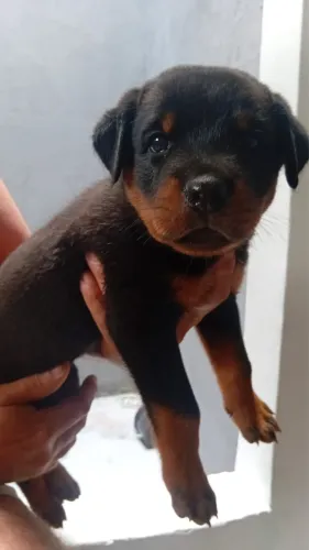 Vendo Rotweller