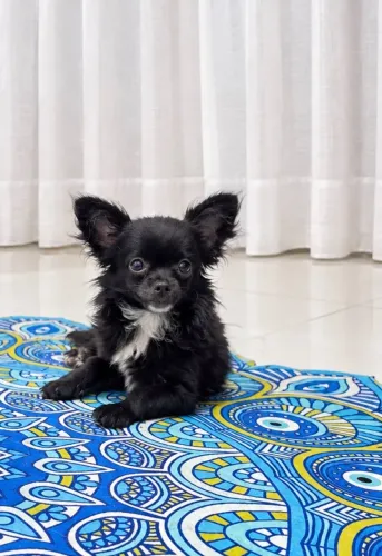 Fêmea de chihuahua micro pelo longo com pedigree cbkc 