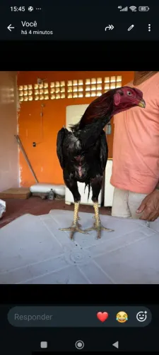 Galo