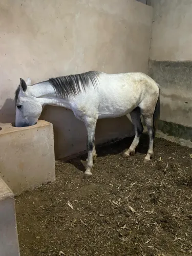 Cavalo marcha picada 