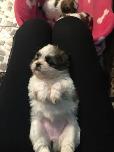 Lhasa Apso adorável