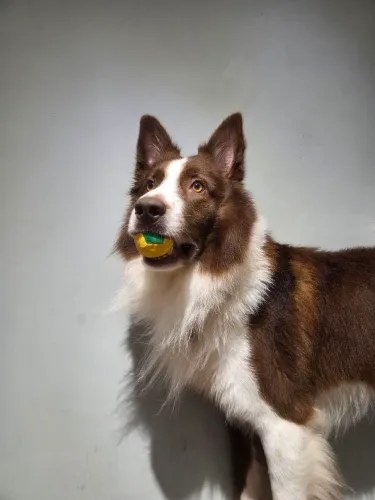 Procura-se namorada Border Collie