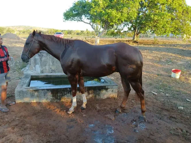 Cavalo Qm