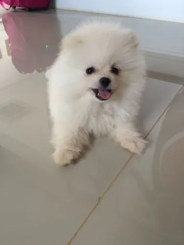 Spitz Alemão (Lulu da Pomerânia) Branco - Filhote