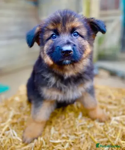 Cachorro filhote Pastor Alemão saudável de linhagem selecionada dócil