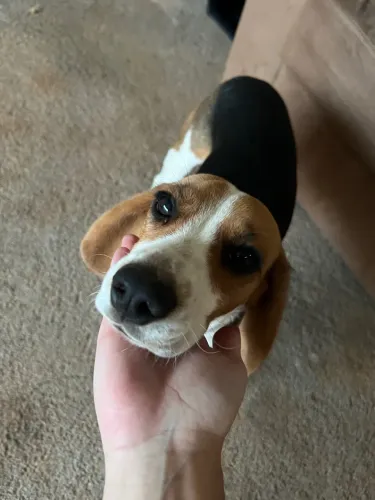 Beagle - bicolor, macho