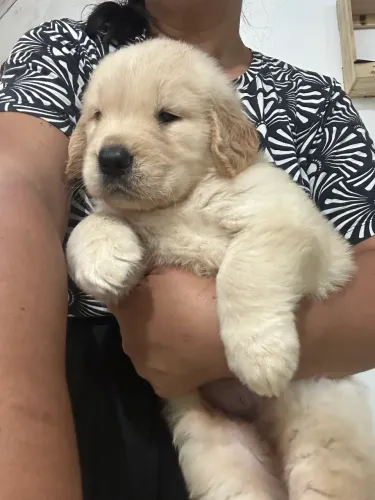 Golden Retriever Alto padrão