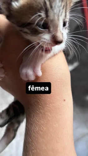 gatinha fêmea para doação