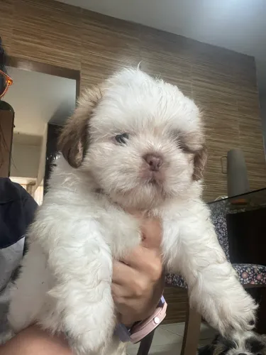Shih tzu fêmea 
