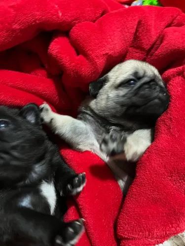 Filhotes de Pug disponíveis! Muito amor, carinho e fofura esperando por um novo lar. ?