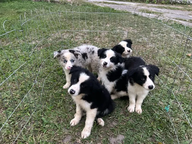 Filhotes de Border Collie