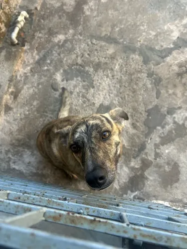 Doação de cachorro