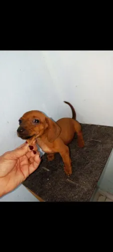 Darchshund ( salsicha) 900,00