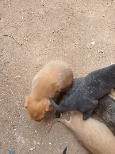 Cachorro vila lata grátis doação 