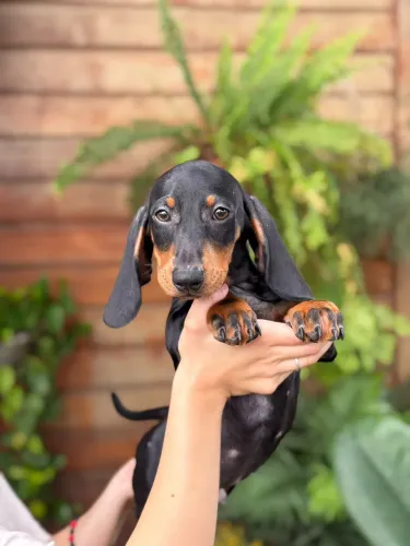 Filhotes de Dachshund