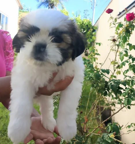 Vendo filhote shitzu fêmea!