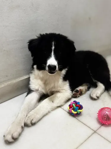 Border collie com pedigree CBKC Filhote puro