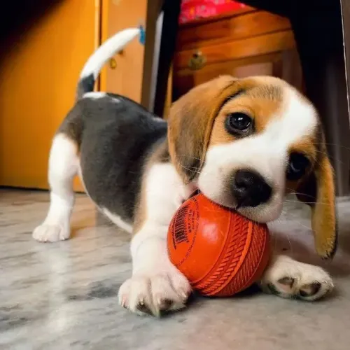 Beagle macho/fêmea com excelente linhagem