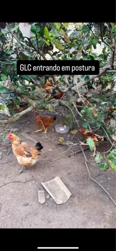 GLC poedeira ovos coloridos