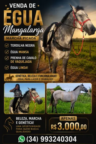 Égua mangalarga 