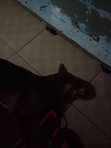 Doação de filhotinhos de cachorro caramelo