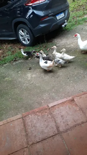 Pato 
