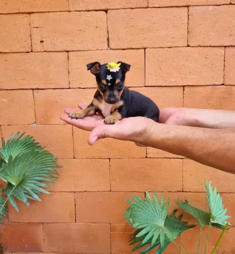 Filhote de Pinscher Fêmea N1 