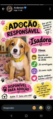 Cachorrinhos Abandonados