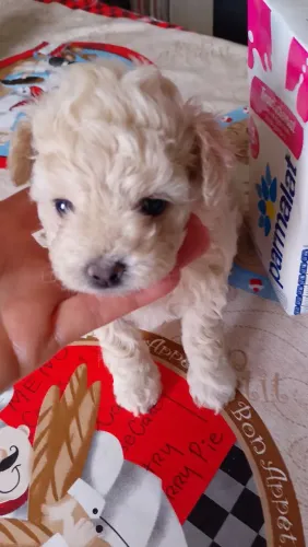 Filhote de poodle femia