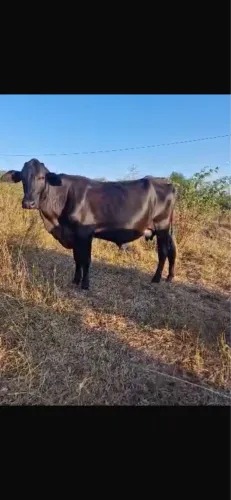 Vaca Girolanda 3/4 