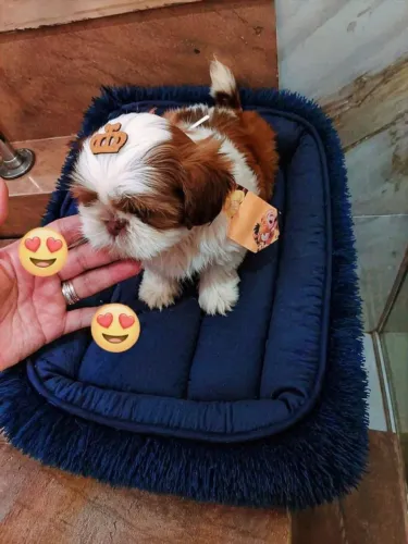 Shitzu lindo macho vacinado divido cartão tratar particular entrego