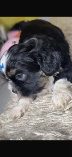 Shih-tzu com vacina e vermifugada 