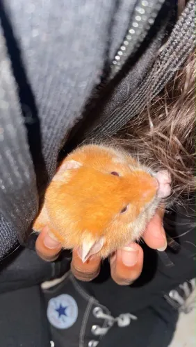 Doação de hamster Sirio