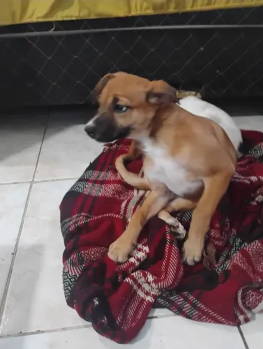 Doando cachorra fêmea tem 2 meses e 18 dias ela porte médio nasceu 21/03/26 