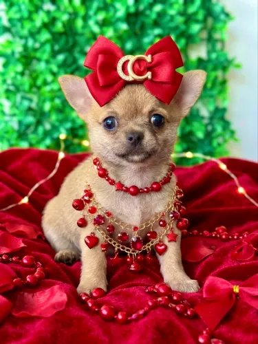Chihuahua fêmea anãs com pedigree opcional