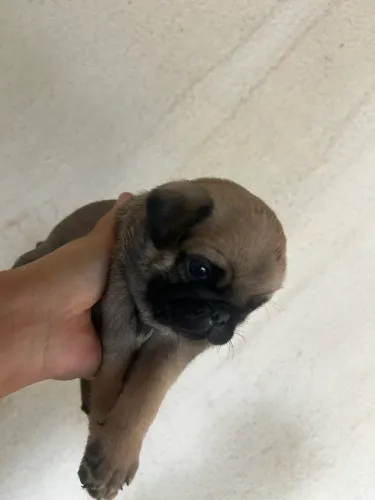 Pug