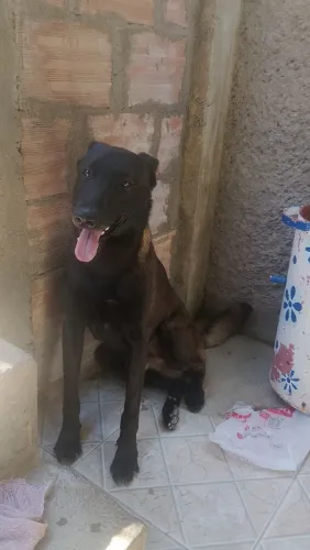 monta de malinoa 