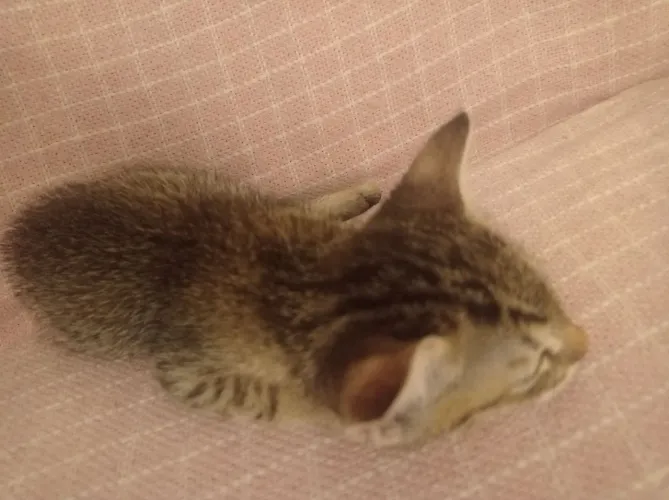 Gatinho muito brincalhão pra doação