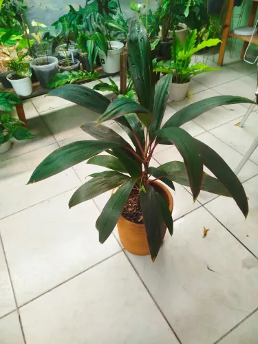 Vendo Dracena no jarro de barro marrom 