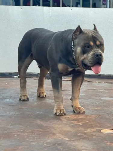 Pitmonster